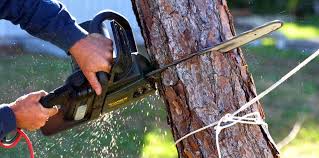 Best Tree Disease Treatment  in Wilson, WY